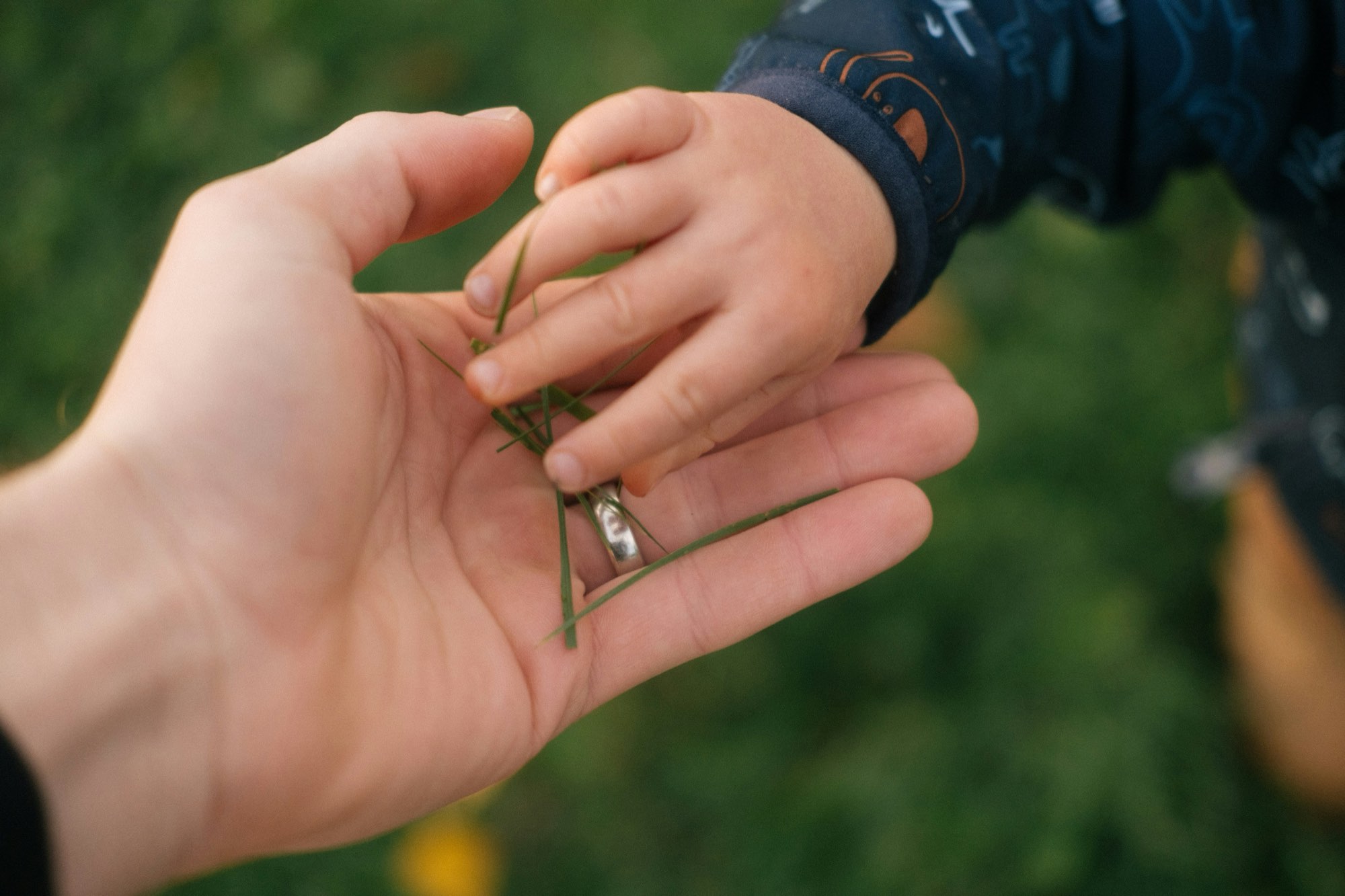 A child's hand placing blades of grass into an open adult palm